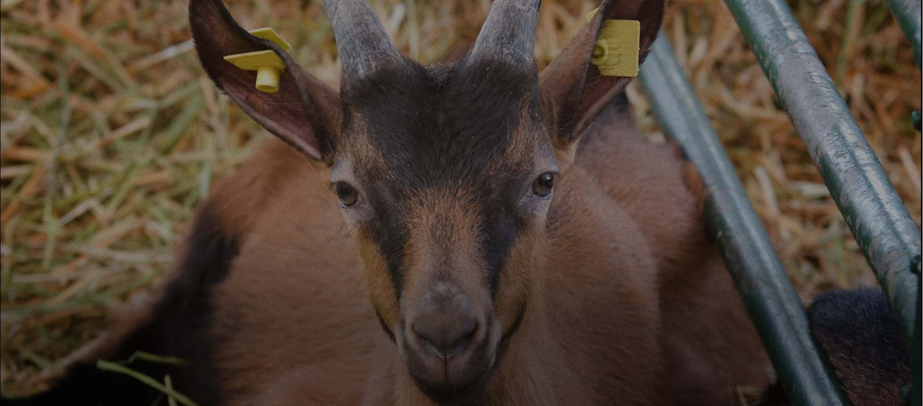 Gaec Ferme De La Fringale