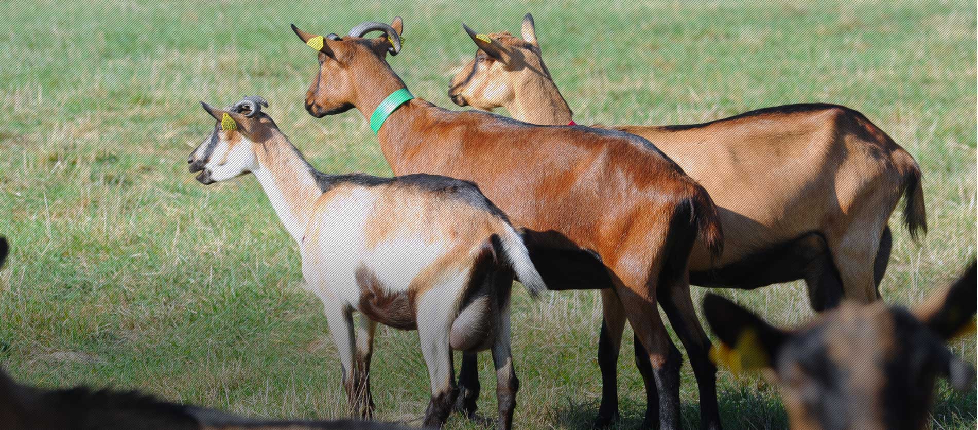 Gaec Ferme De La Fringale