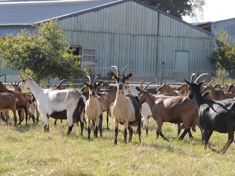 Visiter La Ferme