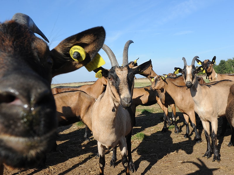 Visiter La Ferme